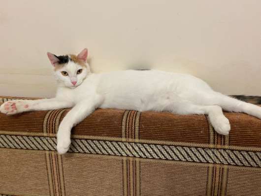 Котёнок в заботливые руки