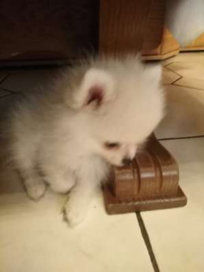 Pomeranian Zwergspiz фото 9