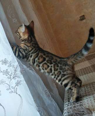 Бенгальские котята