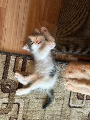 Котенок шотландский в Альметьевске