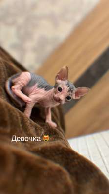 Продаются котята сфинкс фото 3