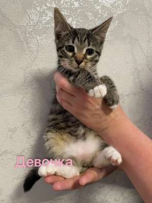 Котята в хорошие руки