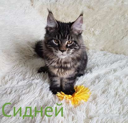 Мейн-Кун Котенок Лесного окраса фото 3