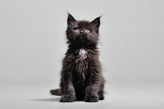 Продажа котят мейн кун фото 5