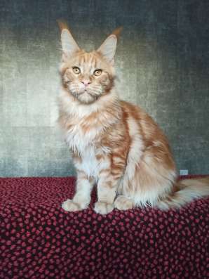 Мейн Кун. Котенок