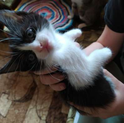 Отдам котенка в добрые руки!