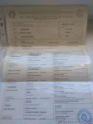 Мини щенки йоркширского терьера фото 9