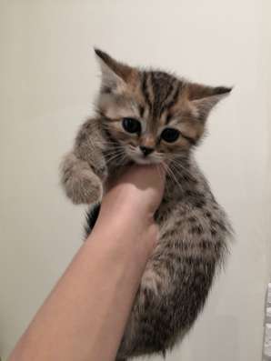 Шотландские котята в Калининграде фото 8