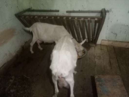 Продам козу в Невинномысске фото 9