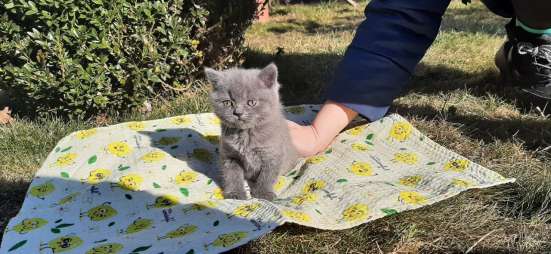 Скоттиш страйт и Скоттиш фолд