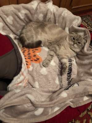 Котята шотландцы