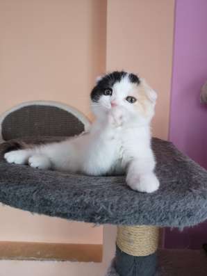 Кошка Пирсея от питомника
