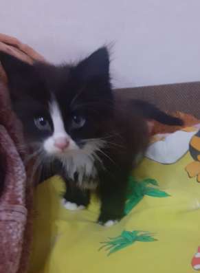 Котятки в добрые руки! в Череповце