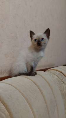 Тонкинские котята