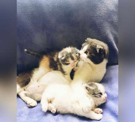 Британские котята в Георгиевске фото 3