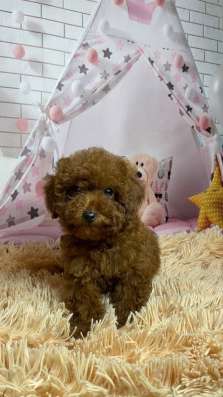 Куколки той пуделя. Toy poodle фото 4