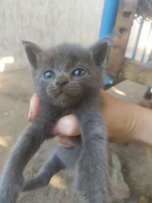 Котята, мама британка
