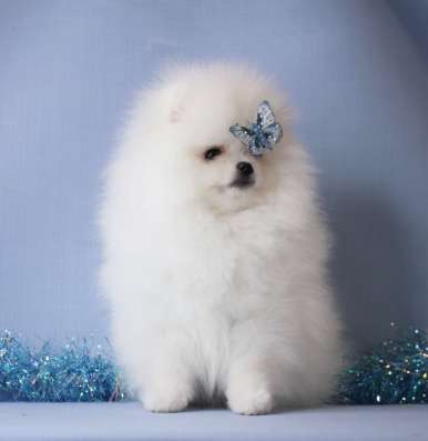 POMERANIAN SPEECHES