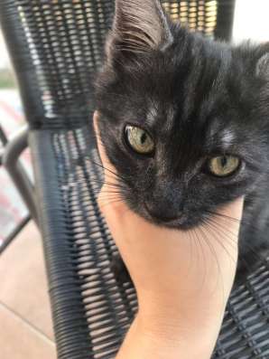 Отдам котёнка из-за аллергии в Геленджике