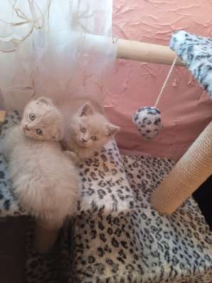 Котята шотландские