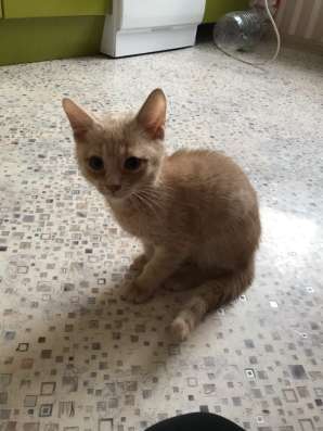Рыжий котенок в Челябинске