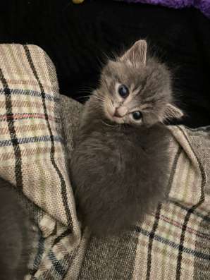 Отдаю котят в Красноярске фото 3