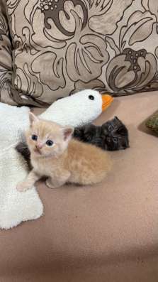 Шотландские котята