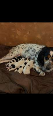 Продам щенков русский охотничий спаниель !!! в Саранске