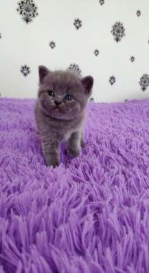 Британские котята в Калининграде фото 3