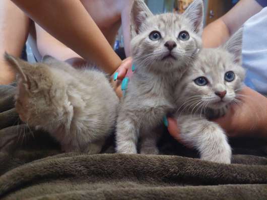 Котята в добрые руки