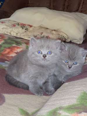 Британские котята