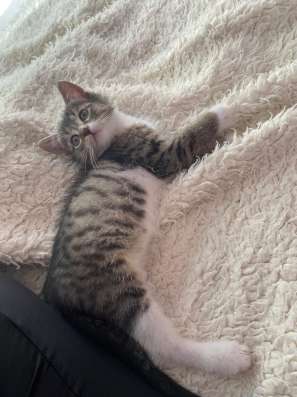 Котик в дар, бесплатно привезу в Москве фото 4