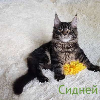Мейн-Кун Котенок Лесного окраса фото 5