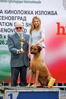 Щенки родезийского риджбека фото 5