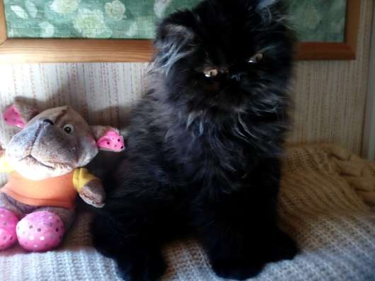 Котята персидские