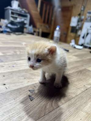 Милые котята в добрые руки! в Саратове фото 3
