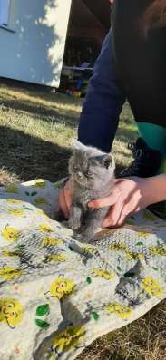 Скоттиш страйт и Скоттиш фолд фото 4