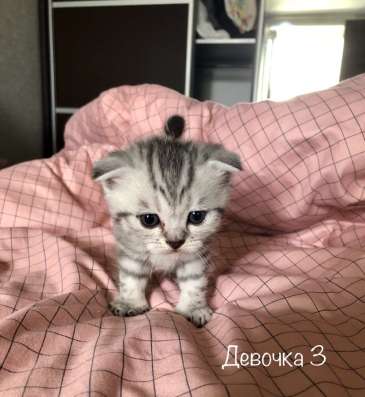 Шотландские котята