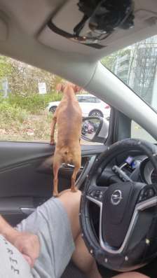 Zwergpinscher мини (до 2.5 кг)