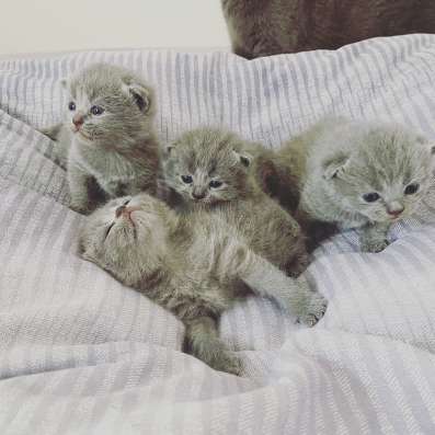Котятам новый дом