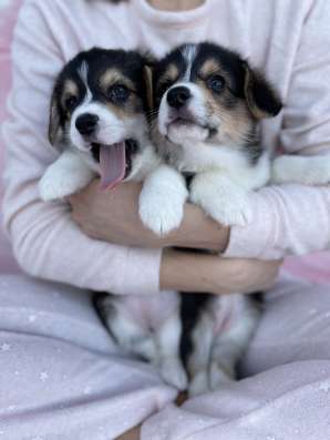 Щенки Вельш-Корги в Красноярске