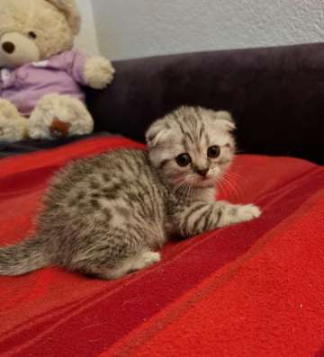 Шотландские котята фото 4