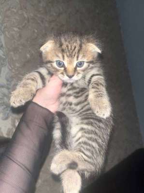 Котята в Челябинске фото 5