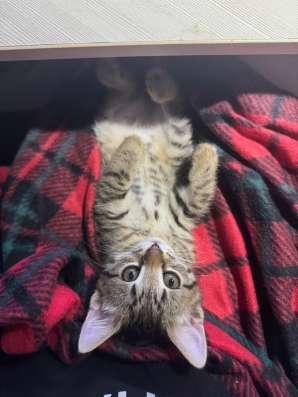 Котята в Видном фото 3