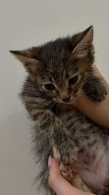 Котята ищут дом в Москве