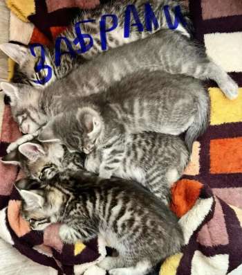 Котята в добрые руки