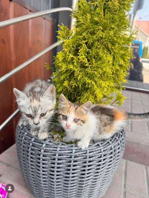 Отдам котят в добрые руки в Черкесске