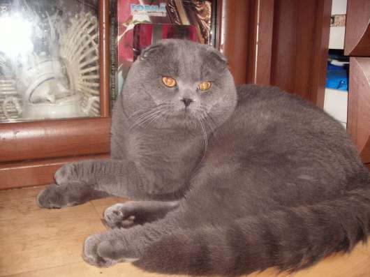 Вязка Голубой скоттиш фолд