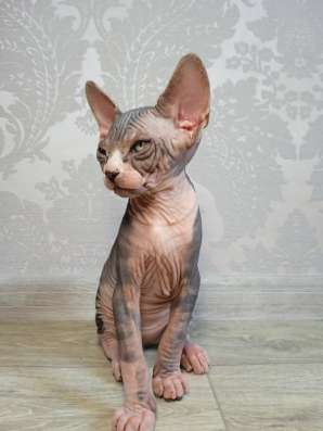 Котята Канадский сфинкс фото 12
