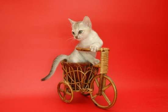Котята породы Сингапура из питомника БИБИГОН в Москве фото 4